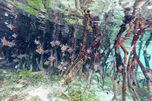 Indonesian Ocean Wildlife Drucke: A school of orbicular cardinalfish (Sphaeramia orbicularis)