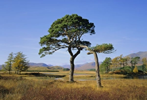 Western Europe Nature Scene Drucke: Scots Pine Trees