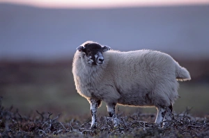 Great Britain Animal Images Drucke: Scottish blackface sheep