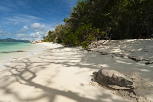 La Digue Landscape Photography Drucke: Sea turtle, Anse Source d Argent beach, La Digue, Seychelles, Indian Ocean, Africa