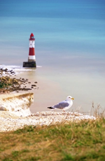 South Downs National Park Drucke: Seagull, Beachy Head chalk cliffs