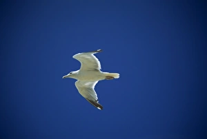 Seagull Flight Drucke: Seagull in flight
