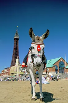 Drucke von Küstenass im Strand mit der schwarzen Küster hinter dem Tower in Blackpool. In Lancashire in England und Großbritannien an der Europäischen Seite Vereinigtes Königreich Drucke: Meerschwein auf der Küste hinter dem Blackpools Tower in Blackpool im Landkreis Lancaster