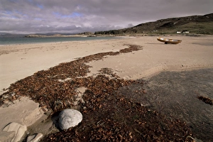 UK Beach Scenes Drucke: Seaweed on beach