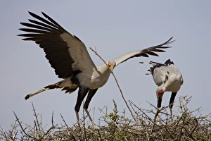 East African Wildlife Conservation Drucke: Secretarybird
