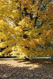 US East Coast Travel Destinations Drucke: Shades of yellow
