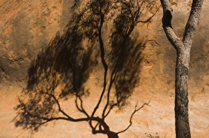Northern Territory Landscape Photography Drucke: Shadow of tree on Uluru (Ayers Rock), Uluru-Kata Tjuta National Park, Northern Territory