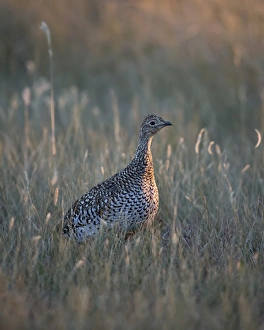 Custer State Park Drucke: Sharp-tailed grouse (Tympanuchus phasianellus)