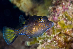 West Indies Wildlife Drucke: Sharpnose puffer (Canthigaster rostrata)
