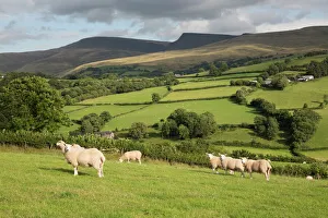 Schafe Drucke: Schafe unter dem Schwarzen Berg in Llanddeusant im Brecon Beacons Nationalpark in Karmarthenshir