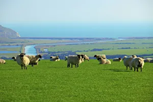 Horizontal Landscape Photography Europe Drucke: Sheep with Cuckmere Haven in the background, East Sussex, England, United Kingdom, Europe