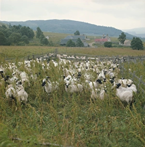 Great Britain Animal Images Drucke: Sheep farm