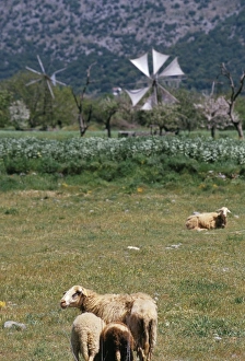 Greek Countryside Scenery Drucke: Sheep in a field