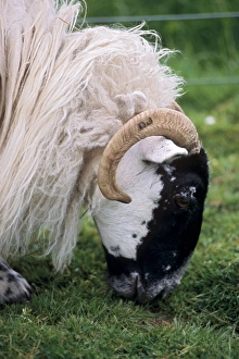 Great Britain Nature Scenes Drucke: Sheep grazing