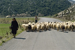 Greek Countryside Images Drucke: Sheep being herded along the road