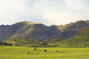 Rural New Zealand Scenery Drucke: Sheep, Wanaka