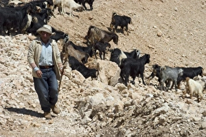 Middle East Scenery Drucke: Shepherd with goats