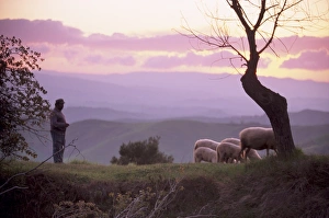 Volterra Italy Drucke: Shepherd and sheep at dusk