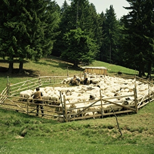 Sheep Grazing In Mountains Drucke: Shepherds tending sheep, Bucegi Mountains, Carpathian Mountains, Transylvania