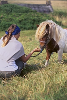 Great Britain Nature Scenes Drucke: Shetland pony