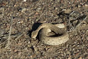 Venomous Snakes Africa Drucke: Sidewinder snake (Peringueys adder) (Bitis peringueyi)