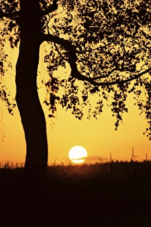 Birch Tree Silhouette Drucke: Silhouette of birch tree and setting sun