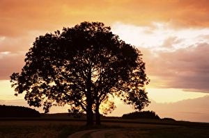 Tree Silhouette At Sunset Drucke: Silhouette of a tree at sunset