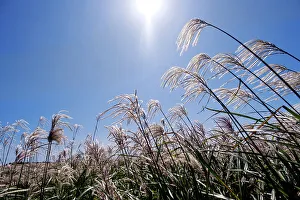 Asian Nature Scenery Drucke: Silver grass, a visitor attraction