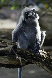 Bako National Park Malaysia Drucke: Silvered leaf monkey (Trachypithecus cristatus cristatus)