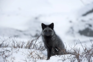 Silberfuchs (Rotfuchs) (Vulpes vulpes), Churchill, Hudsonb baye , Manitoba Kanada