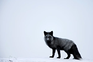 Silberfuchs (rotter Fuchs) (Vulpes vulpes), Winnipeg, Hudson Bay, Manitoba und Kanada