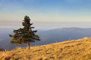 Rolling Hills Baden Wurttemberg Drucke: Single tree, Belchen Mountain, Black Forest, Baden Wurttemberg, Germany, Europe