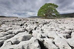 Yorkshire Dales Landscape Photography Drucke: Single tree on limestone pavement