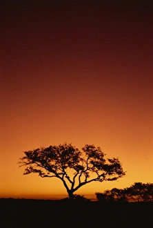 Kruger National Park Sunset Drucke: Single tree silhouetted against a red sunset sky in the evening