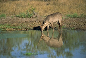 Outdoor Photography Africa Drucke: A single waterbuck
