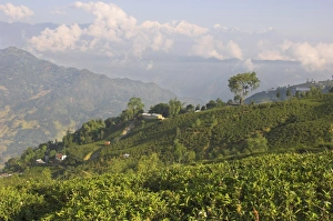 West Bengal Tourism Drucke: Singtom tea garden