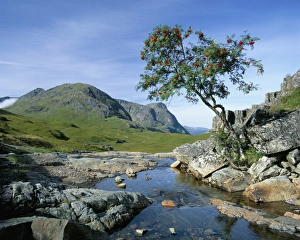 Drucke von Die drei Schwestern von Glen Coe im Hochland in Schottland im Vereinigten Königreich Europäische Union Verwandte Bilder Drucke: Die drei Schwestern von Glencoe
