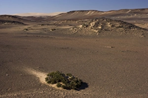 Coastal Scenery In Africa Drucke: Skeleton Coast Park