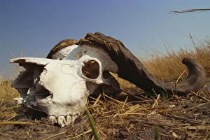 South Africa Travel Destinations Drucke: Skull of Cape buffalo (Syncerus caffer), Kruger National Park, South Africa, Africa