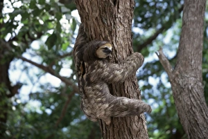 Ein Bär des Arasies im Baum