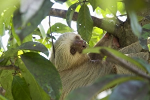 Faultier Drucke: Bär, Manuel-Antonio-Nationalpark, Kostarika