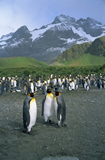 Mountain Landscape Images Drucke: Small group of emperor penguins