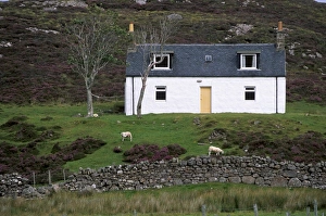 United Kingdom Building Exteriors Drucke: Small house and sheep