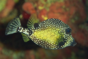 West Indies Marine Life Drucke: Smooth trunkfish (Lactophrys triqueter), Tobago, West Indies, Caribbean, Central America