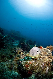 Caribbean Fish Species Drucke: Smooth trunkfish (Lactophrys triqueter)