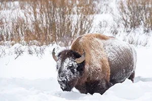 Bison In Snow Drucke: Snow covered bison (Bison bison), Yellowstone National Park, UNESCO World Heritage Site