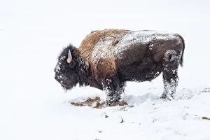 Schnee bedeckte Bisons (Bison bison), Nationalpark Yellowstone, Weltkulturerbe der UNESCO