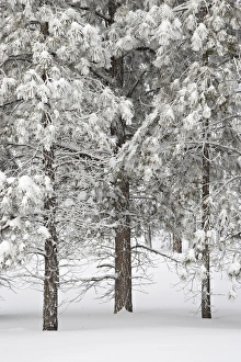 Outdoor Photography Ideas Drucke: Snow-covered pine trees