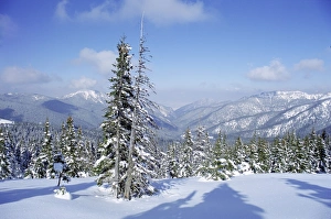 Central European Nature Views Drucke: The snow covered pines form a regular pattern along