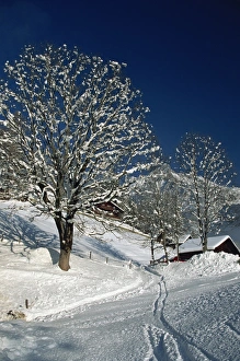Switzerland Winter Landscapes Drucke: Snow covered tree